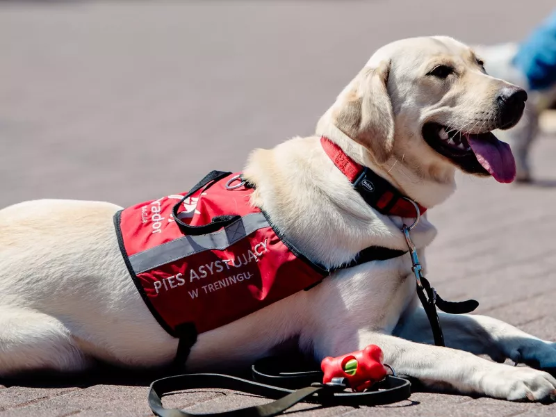 Maskarada w Polskim Języku Migowym – Pyrkon stawia na dostępność